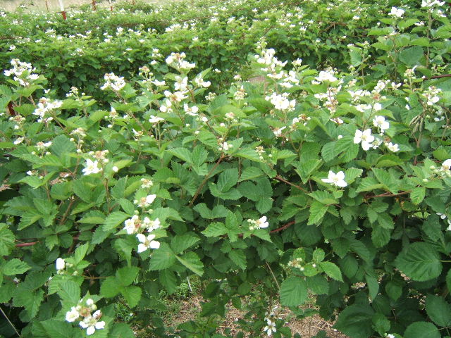 Blackberry patch in spring 2008 